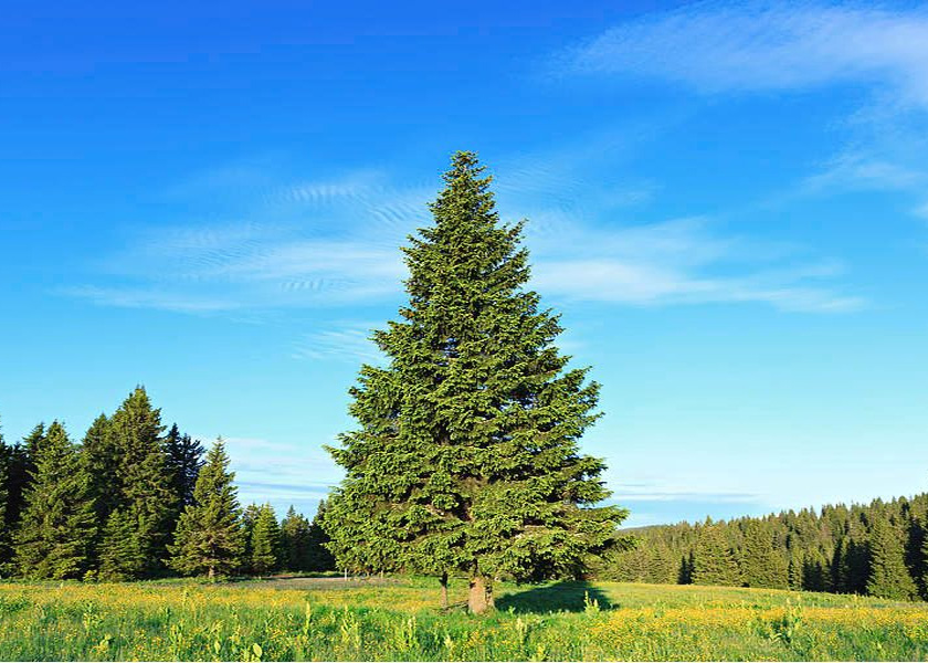 CÂY LÁ KIM-TRE TRÚC